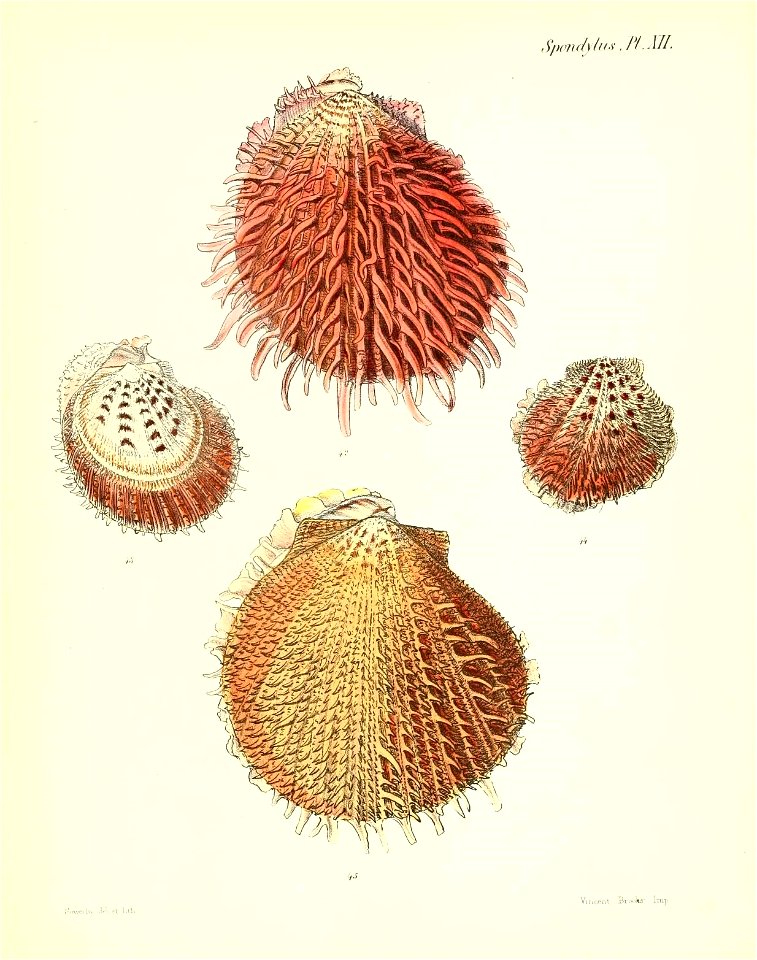 n55_w1150
