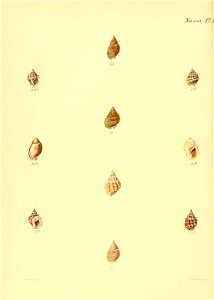 n575_w1150
