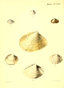 n239_w1150