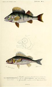 n54_w1150