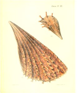 n55_w1150