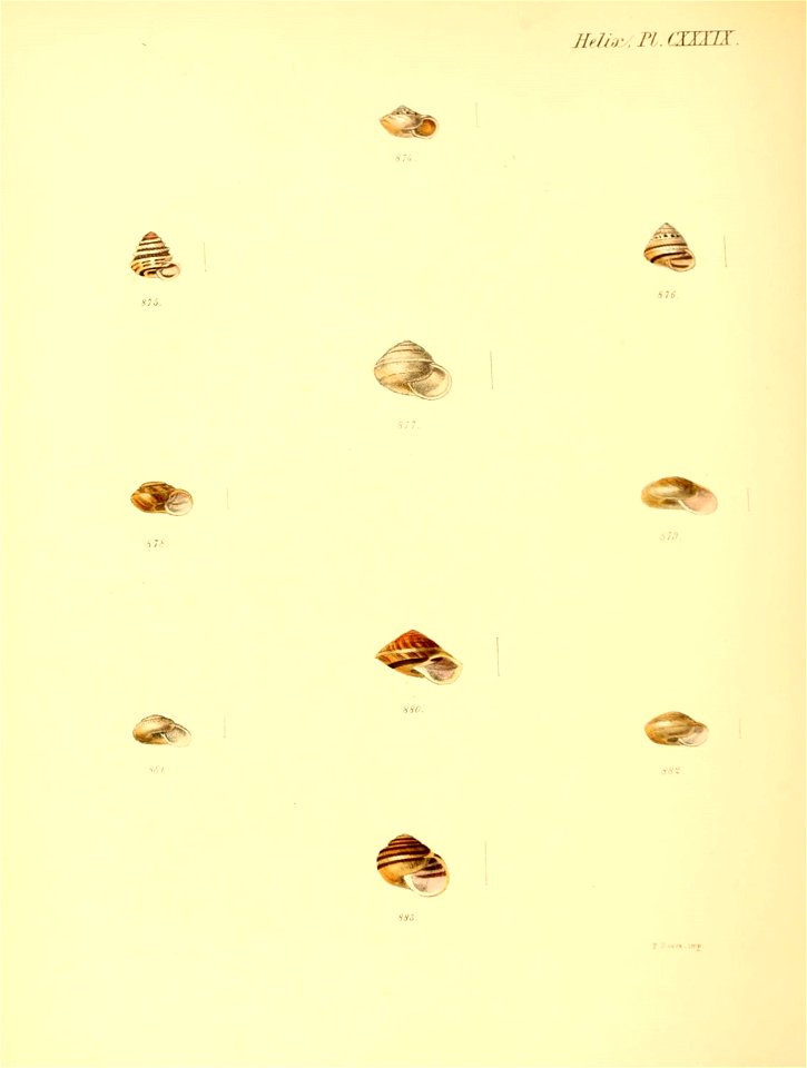 n581_w1150