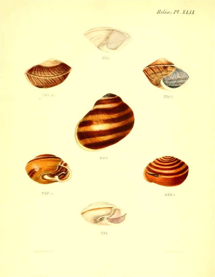 n203_w1150