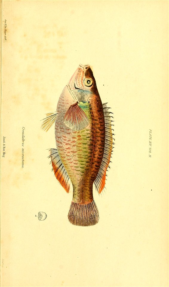 n618_w1150