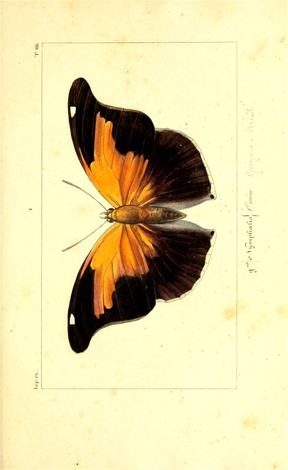 n266_w1150