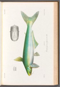 n156_w1150