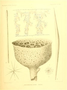 n262_w1150