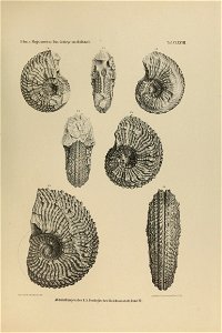 n438_w1150