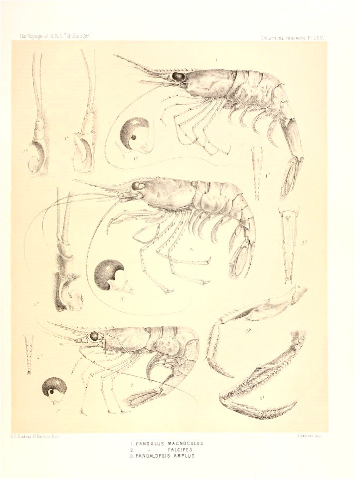 n494_w1150