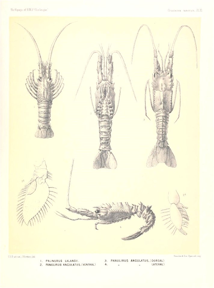 n56_w1150