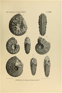 n442_w1150