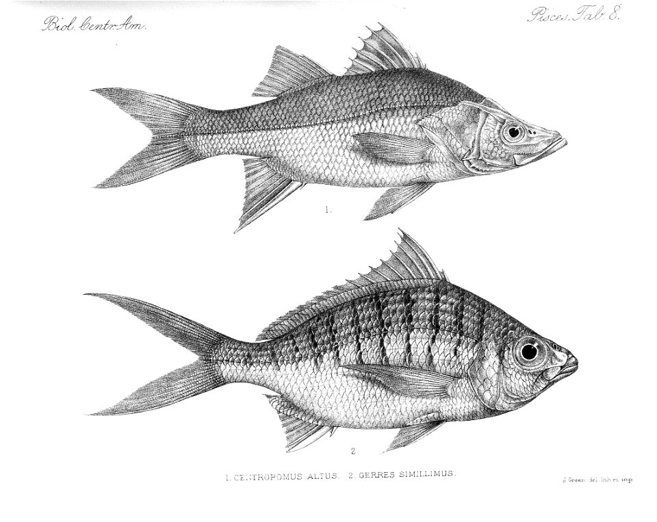 n258_w1150