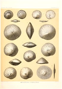 n456_w1150