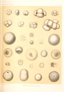 n336_w1150