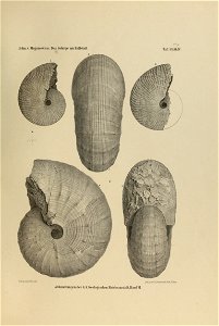 n506_w1150