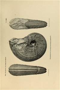 n446_w1150