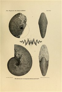 n494_w1150