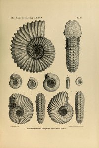 n530_w1150
