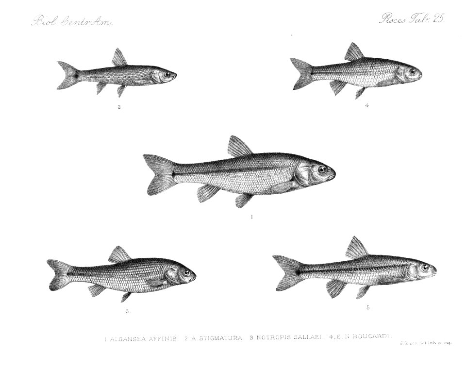 n292_w1150