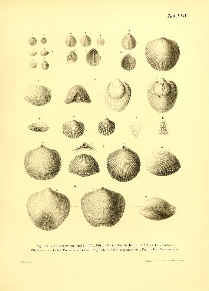 n54_w1150