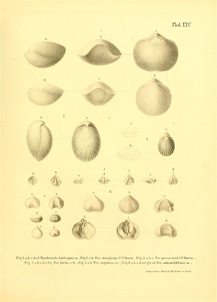 n56_w1150