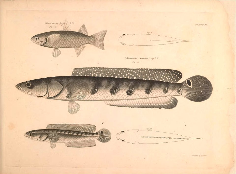 n42_w1150