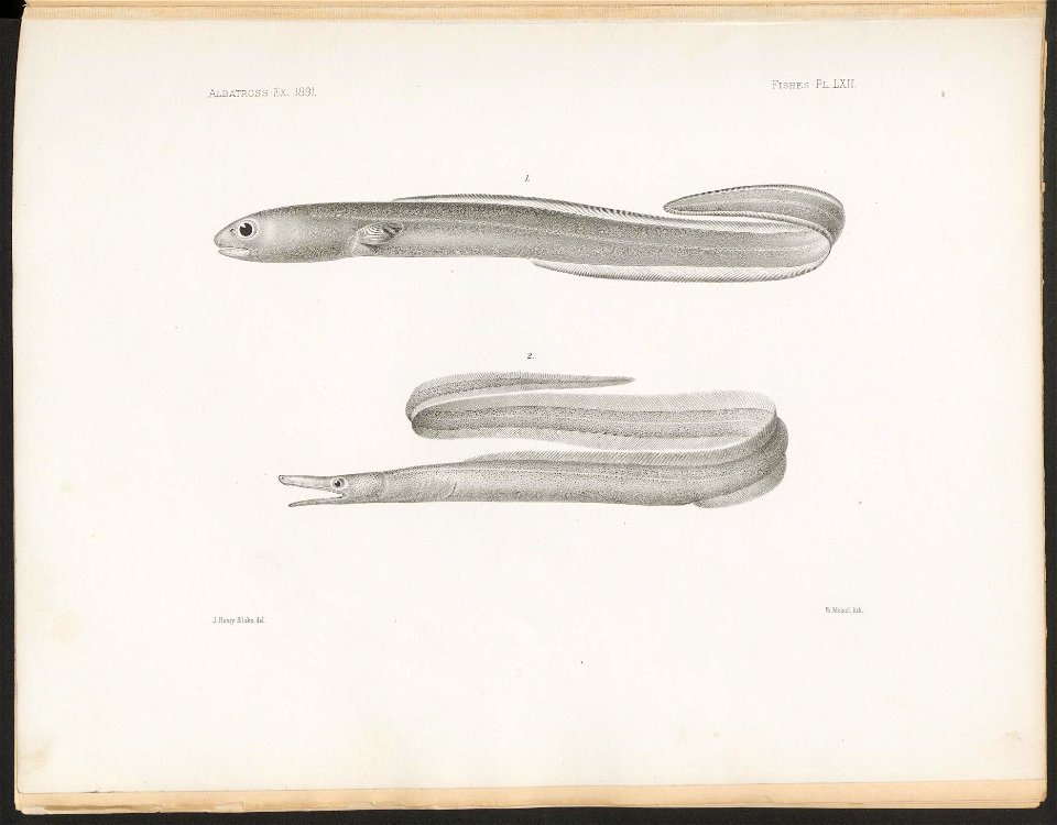 n264_w1150