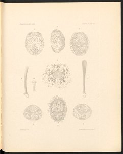 n446_w1150