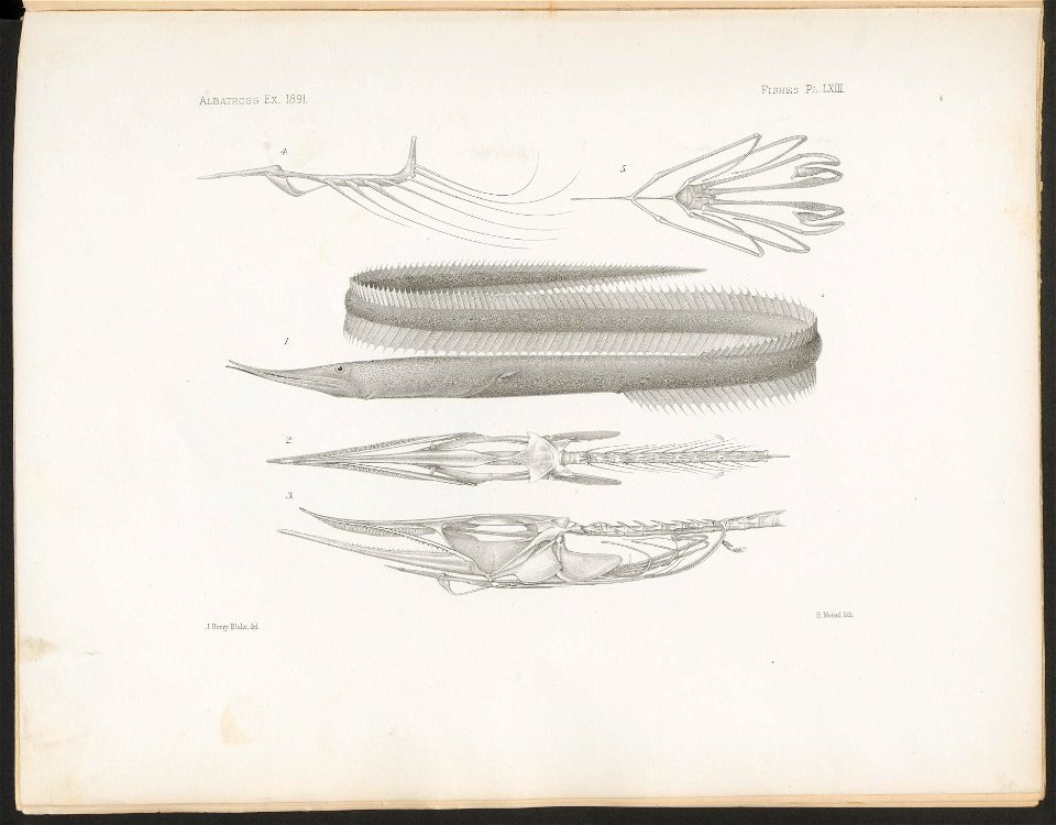 n268_w1150