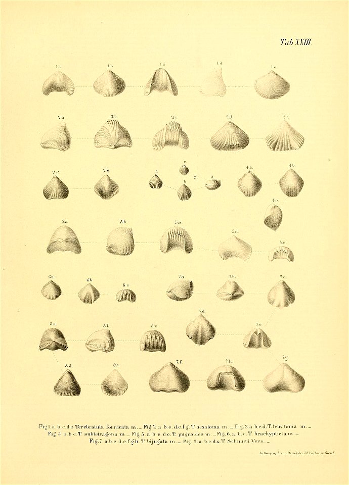 n52_w1150