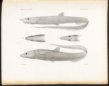 n256_w1150