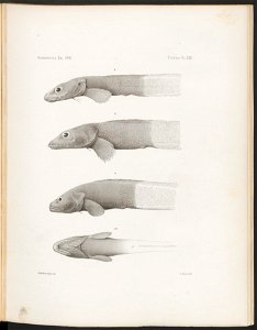 n133_w1150