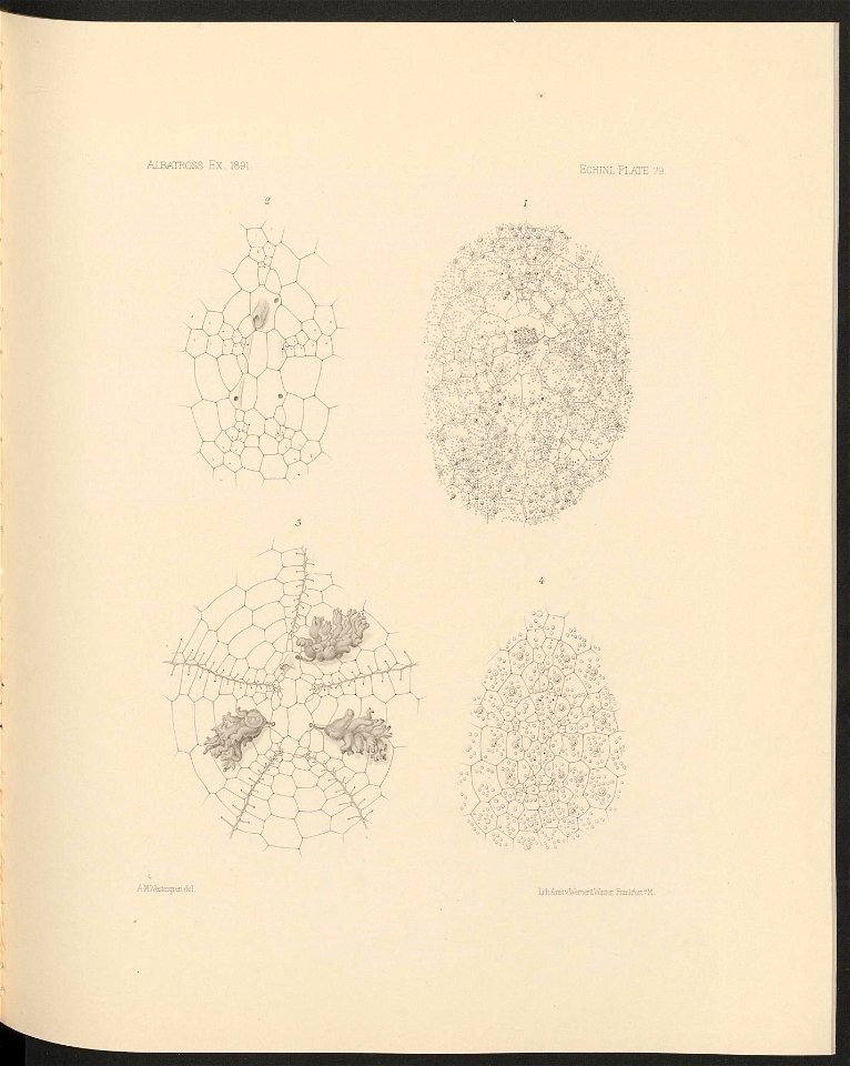 n334_w1150
