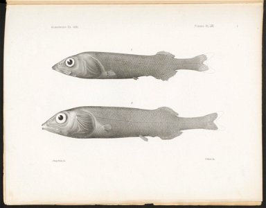 n252_w1150