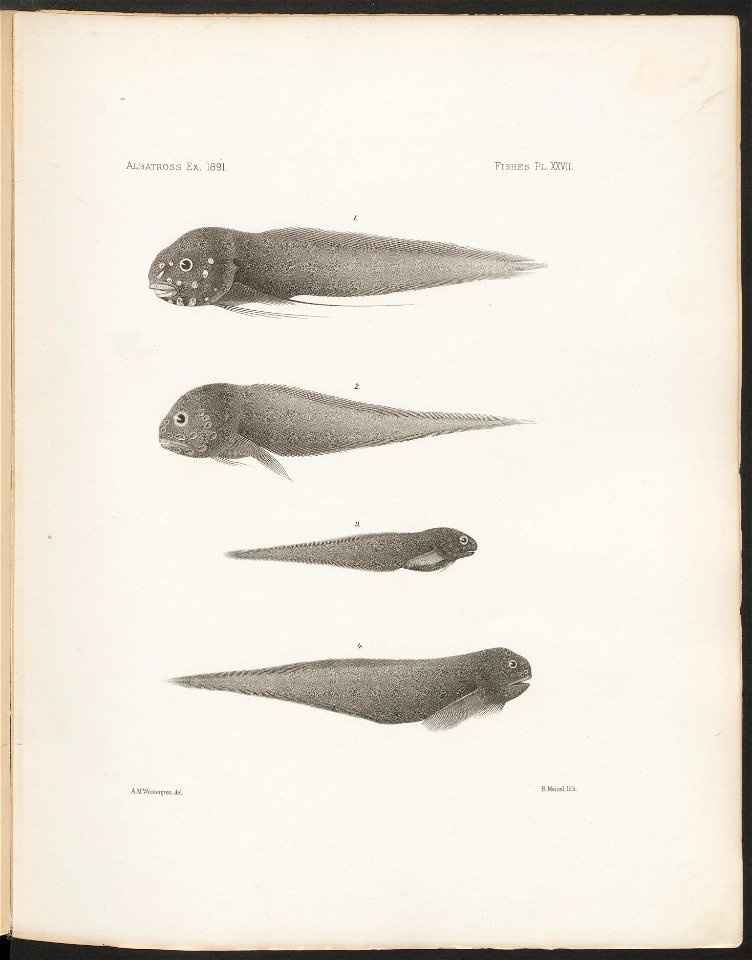 n121_w1150