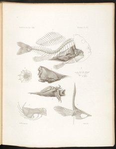 n61_w1150