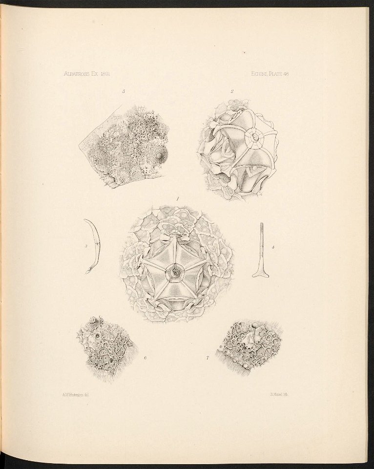 n202_w1150