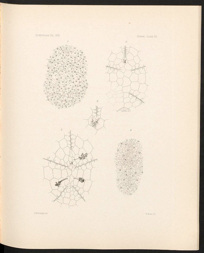 n258_w1150