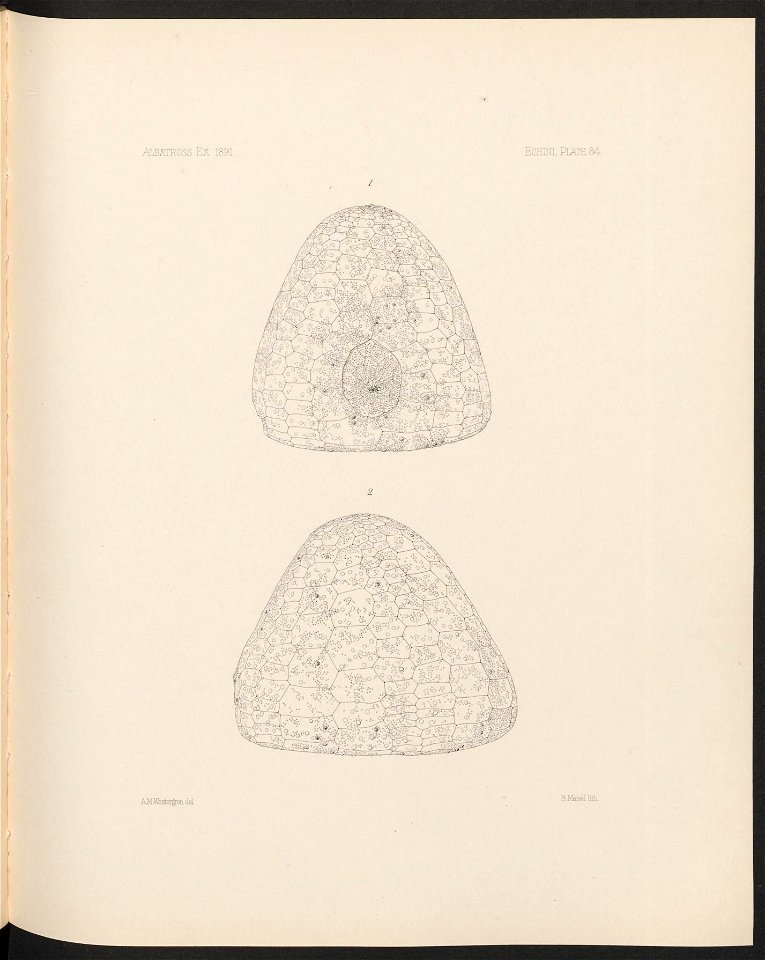 n354_w1150
