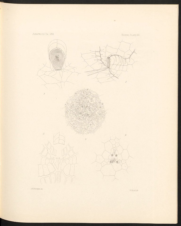 n294_w1150