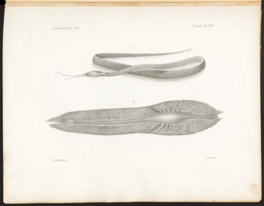 n272_w1150