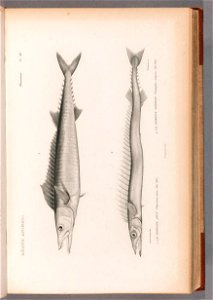 n112_w1150