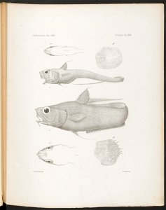n199_w1150