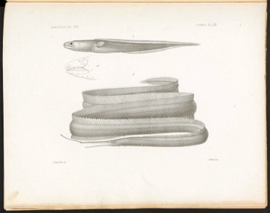 n260_w1150