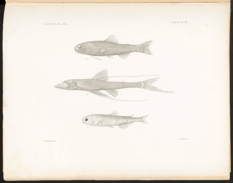 n235_w1150