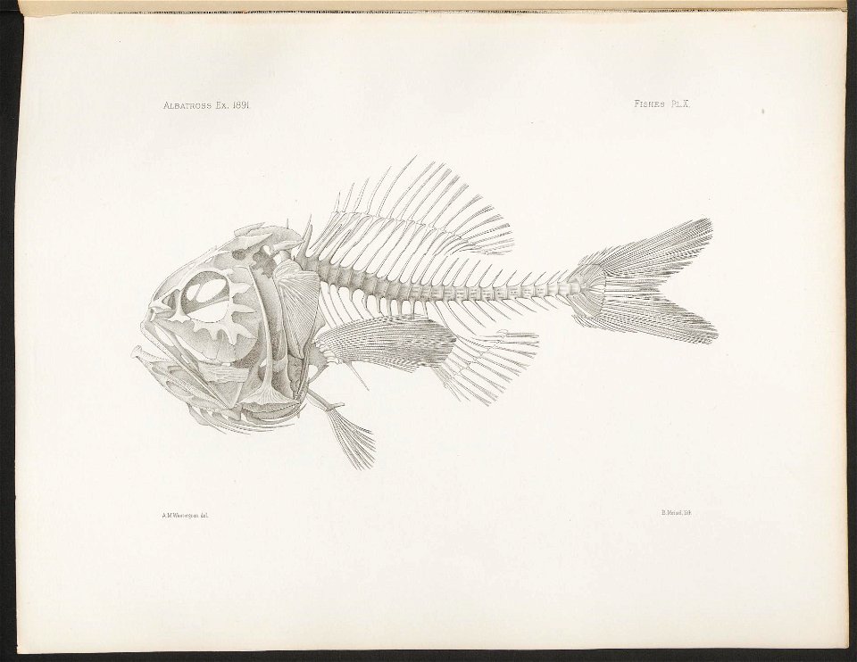 n53_w1150