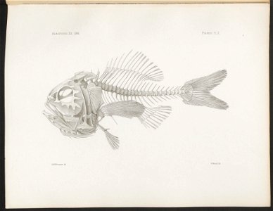 n53_w1150