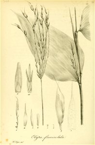 n453_w1150