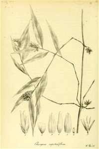 n437_w1150