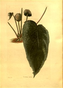 n202_w1150